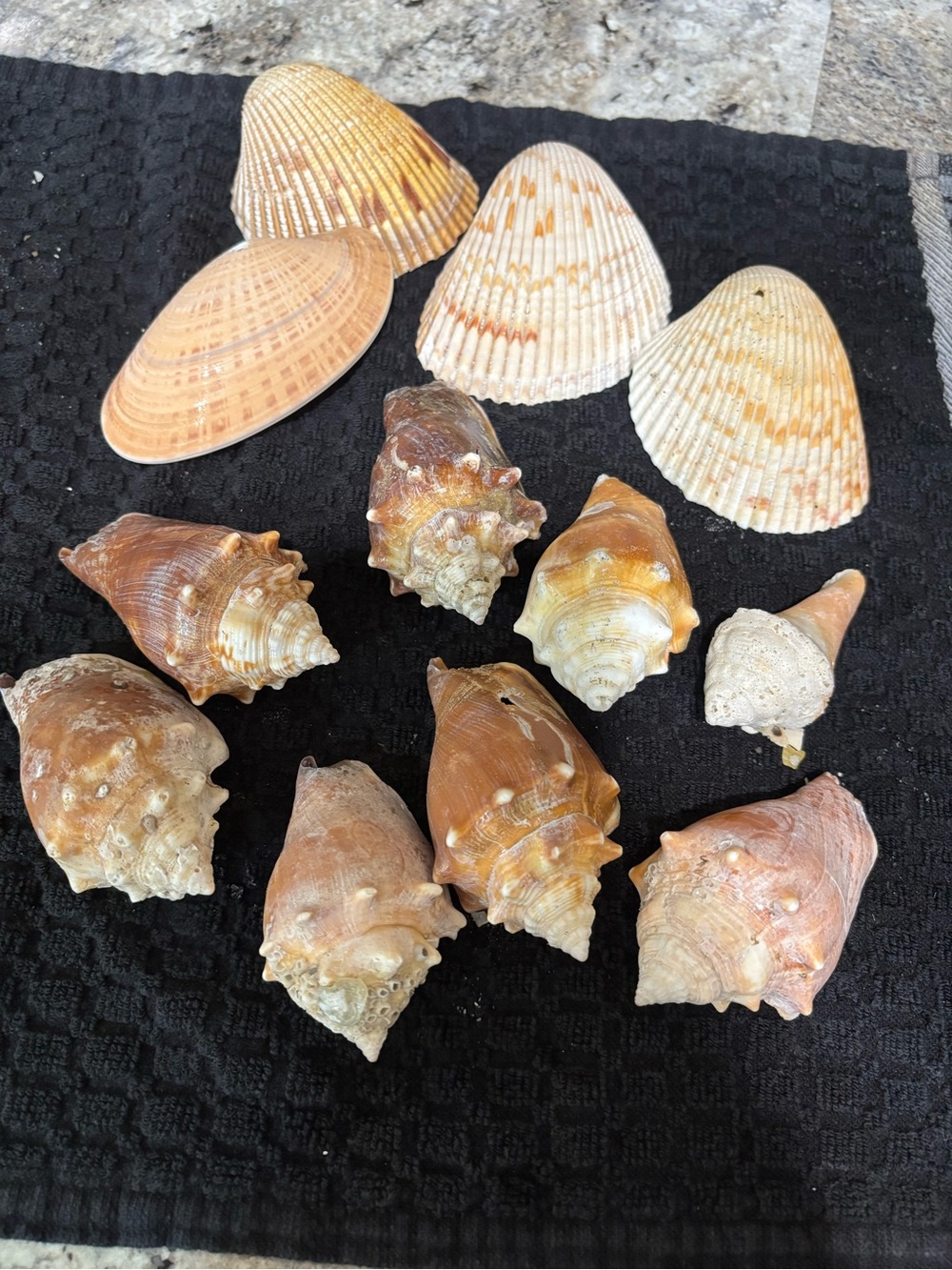 Mixed Natural Sea Shell Collection - Assorted Orange & Cream Tones